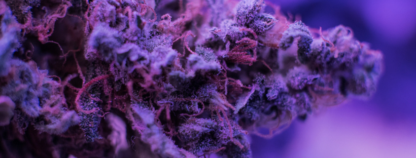 Medical Benefits of Purple OG Weed