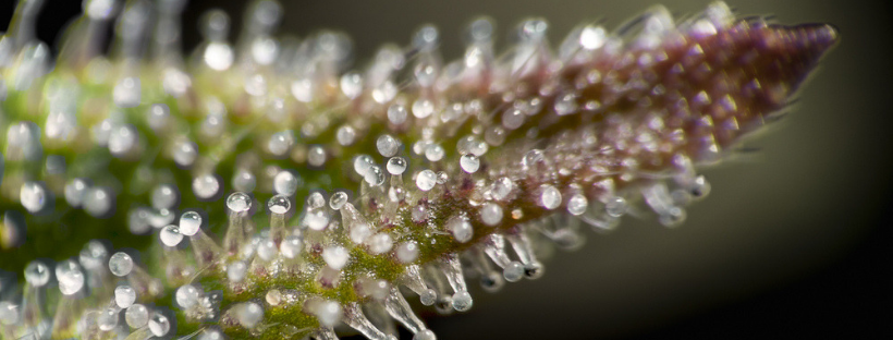 Where to Find Terpenes