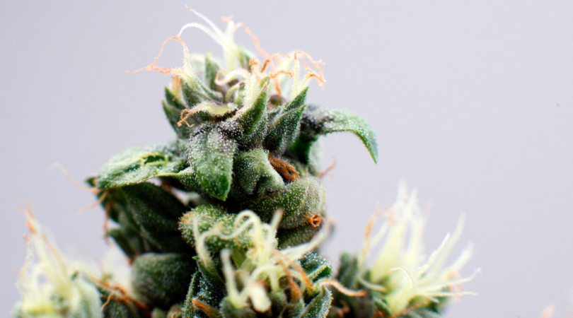 9 Tips for Growing Weed Indoors