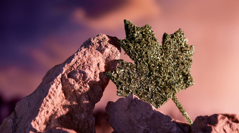 Best Weed Strains in Canada