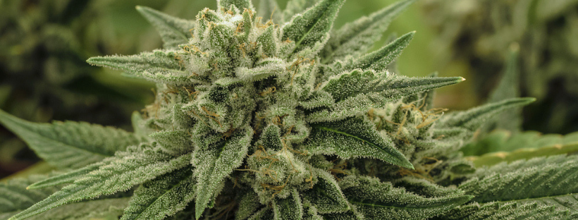 A Word on Cannabis Hybrids