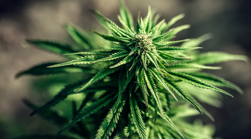 Top 20 Indica Marijuana Strains