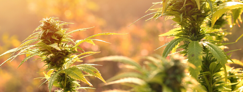 Understanding the Biology of Cannabis Plants
