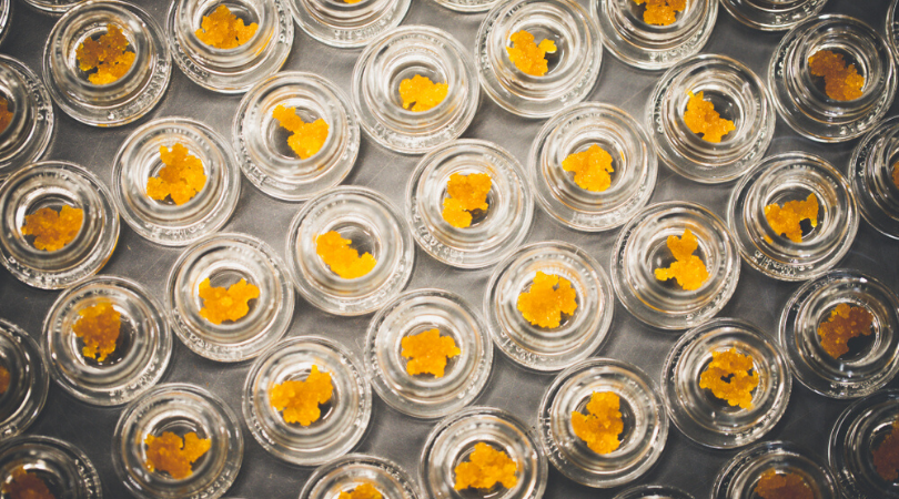 The Best Cannabis Extraction Methods for Marijuana Concentrates
