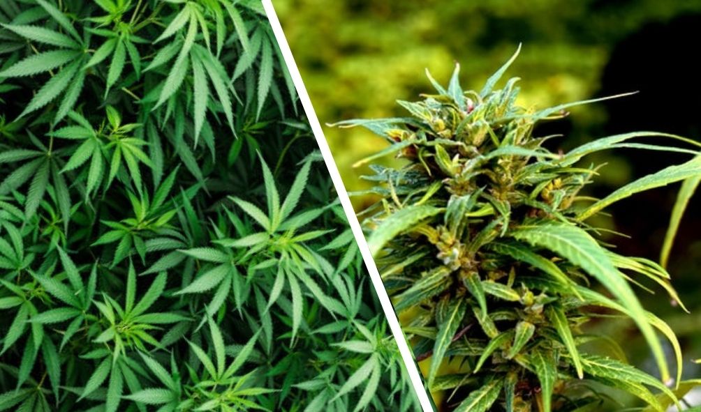 How to Tell the Difference Between Marijuana and Hemp