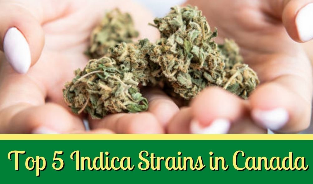 Indica Vibes: Top 5 Indica Strains in Canada