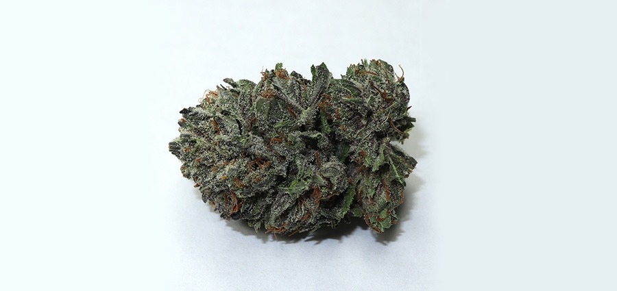 Blue Chemo Strain weed bud. Weed shop online cannabis Canada. weed online canada. Purple Kush & girl scout cookie strain.