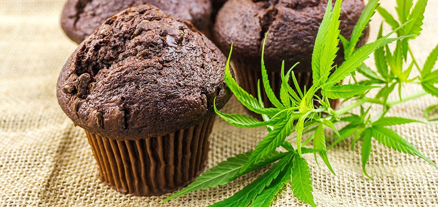cannabis-chocolate-muffins-marijuana-distillate-infused