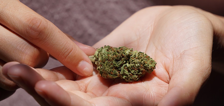 man with high-grade cannabis bud in his hand. cheap weed canada. Online dispensary. mail order weed canada. 