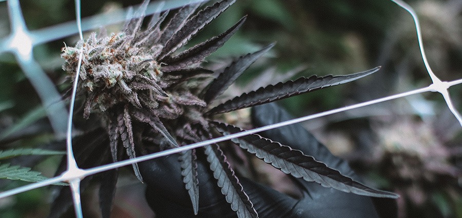 cannabis-plant-Zombie Kush. buying weed online. cannabis canada. Vape pen. Buy master kush weed. 