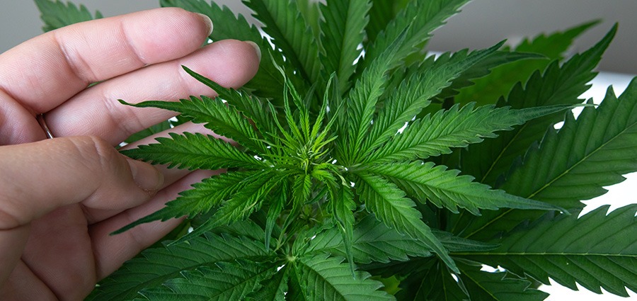 Hand touching a growing cannabis plant Jungle Cake Strain. Buy weed online Canada at online dispensary My Green Solution.