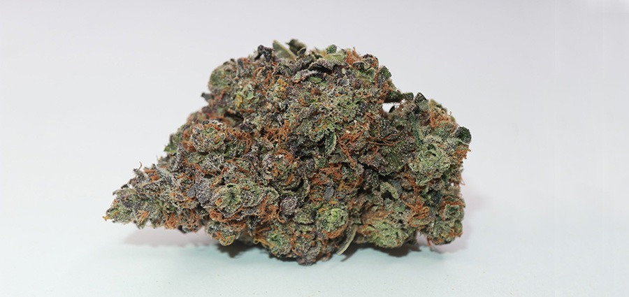 Buy weed online Sherb Quake Indica-dominant hybrid AAAA weed from My Green Solution online dispensary in Canada.
