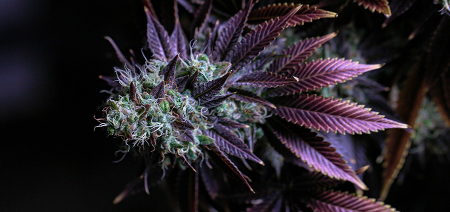 Purple Space Cookies Strain cannabis plant. order weed online. mail order marijuana dispensary.