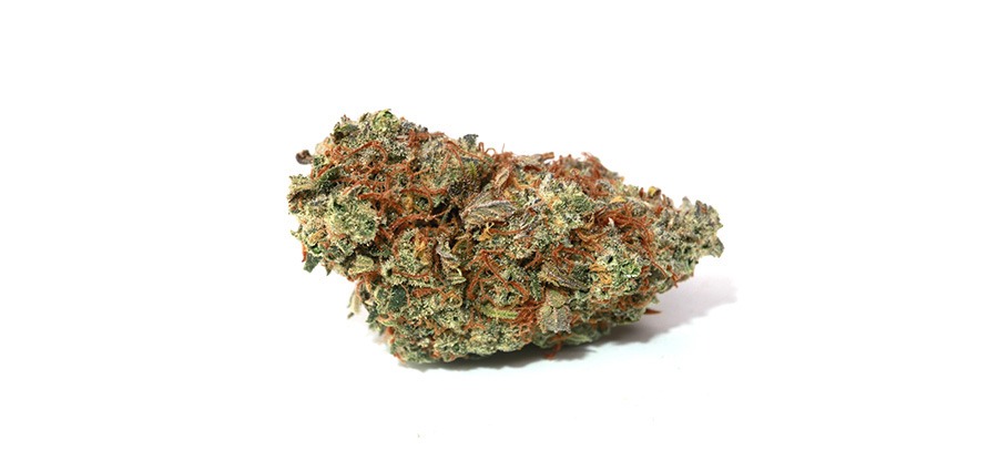 Close up of criticue bud strain. best hybrid sativa strain. buy weed online. mail order online dispensary. weed online canada. best online dispensary canada. order weed online in canada.