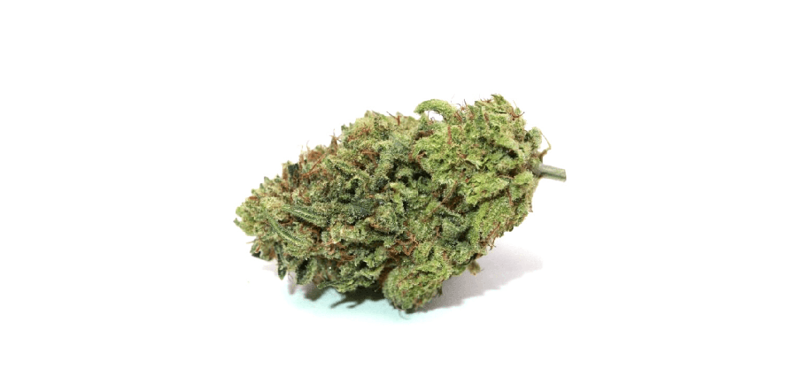 Wildberry bud image. best hybrid strains to buy online. best hybrids for sale. a list of best hybrid weed. best pot shop in Canada. BC weed online dispensary.