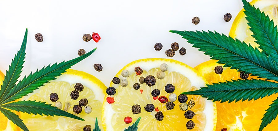 Lemon slices and cannabis leaf. buy weed online canada. weed stores. budget buds.