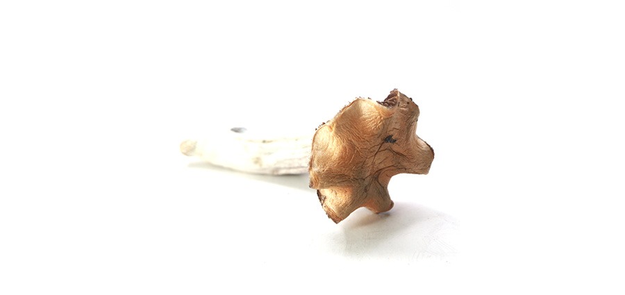 Mckennaii or Mck mushrooms from BC. By BC shrooms online. 