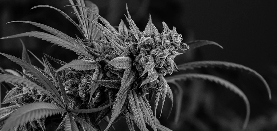 Dosido strain marijuana plant. weed dispensary. cannabis canada. weeds online. 