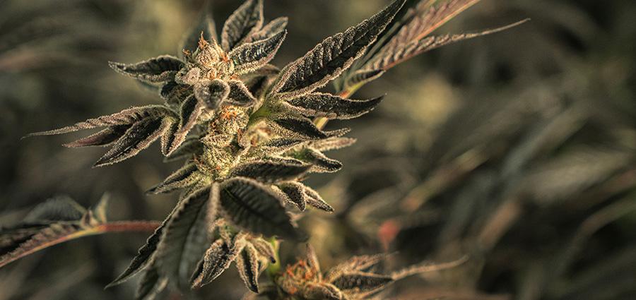 Dosido strain cannabis plant. dispensary. buy online weeds. budgetbuds.