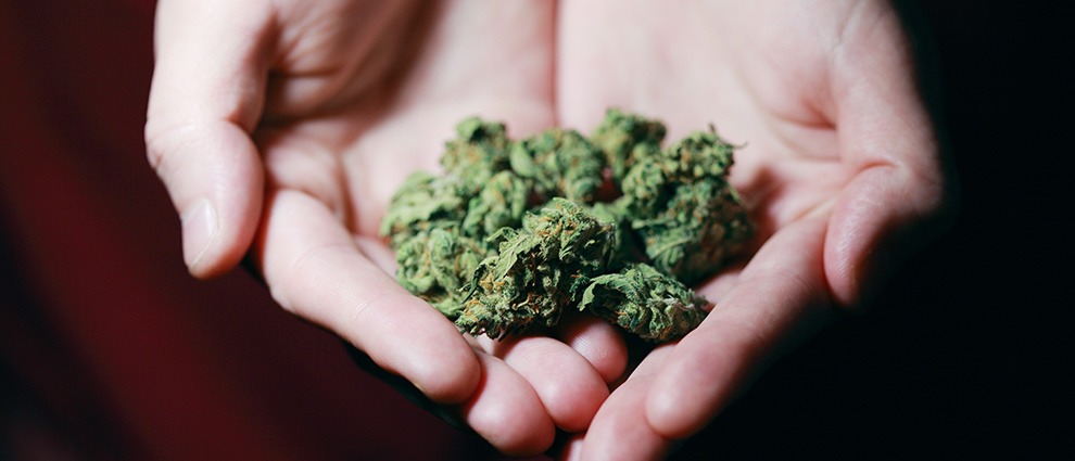 BC weed budget buds in a man's hands. Buy BC weed from BC cannabis online dispensary My Green Solution. Weed delivery Surrey and mail order marijuana Canada.