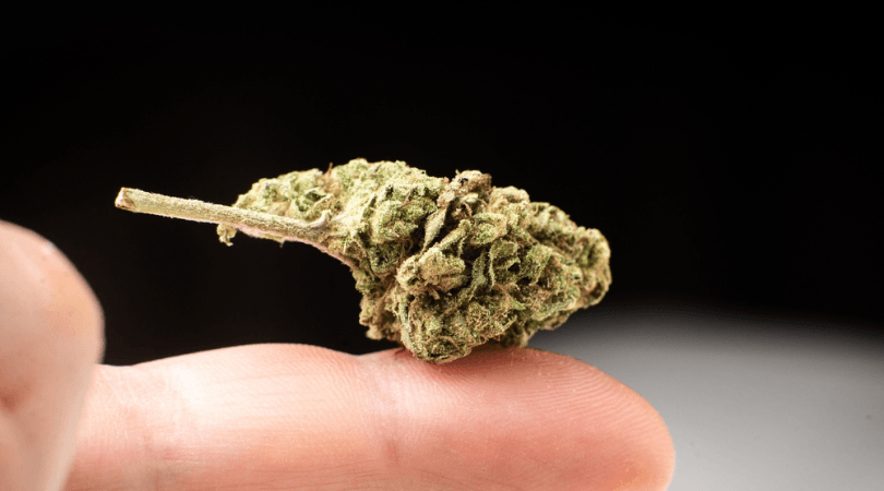How To Find The Right Cannabis Hybrid for You