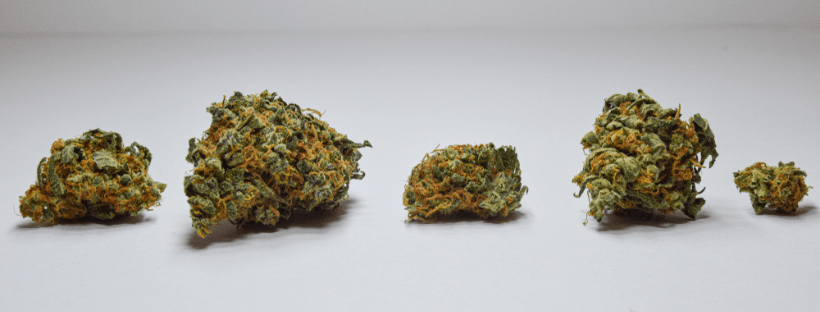Where To Buy Cannabis Hybrids