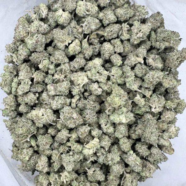 Frozen Gelato Quad Smalls Quad Frozen Gelato Smalls