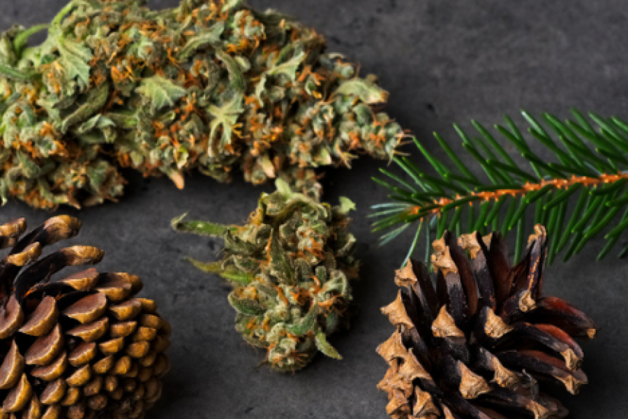 Pinene – Pine Aroma | My Green Solution